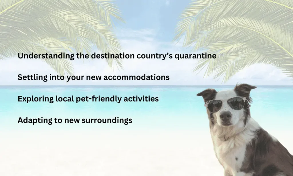 Graphic of an Australian Shepherd dog wearing sunglasses at the beach with text outlining subheadings for preparing pets for arrival at your destination.