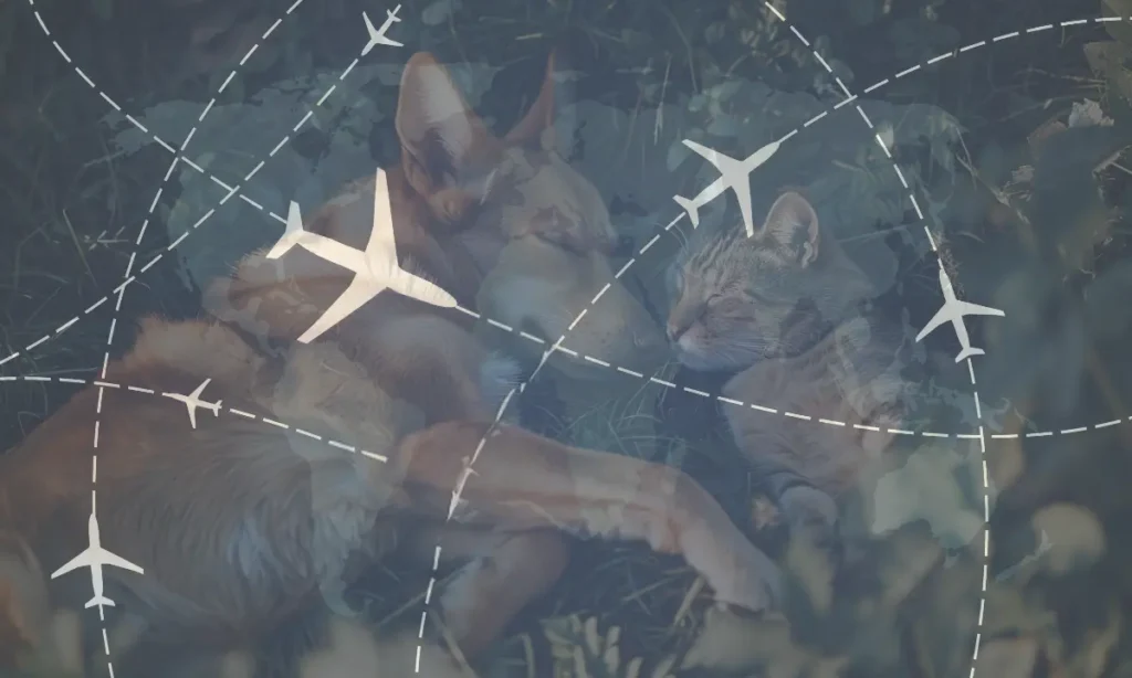 A dog and cat sedated and sleeping with their noses touching with a graphic representing air travel overlaid in the foreground.