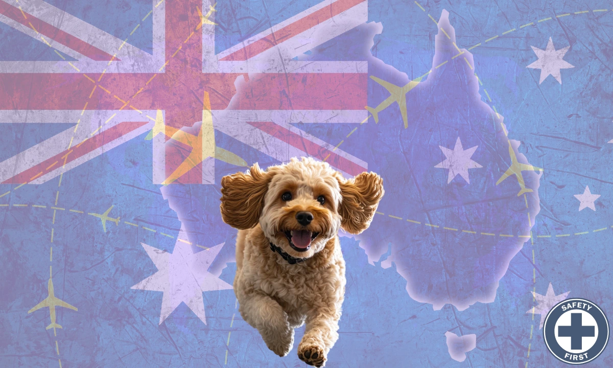 A Cavoodle dog running towards the viewer against the backdrop of an Australian flag and map of the country with a safety first icon in the bottom left corner.