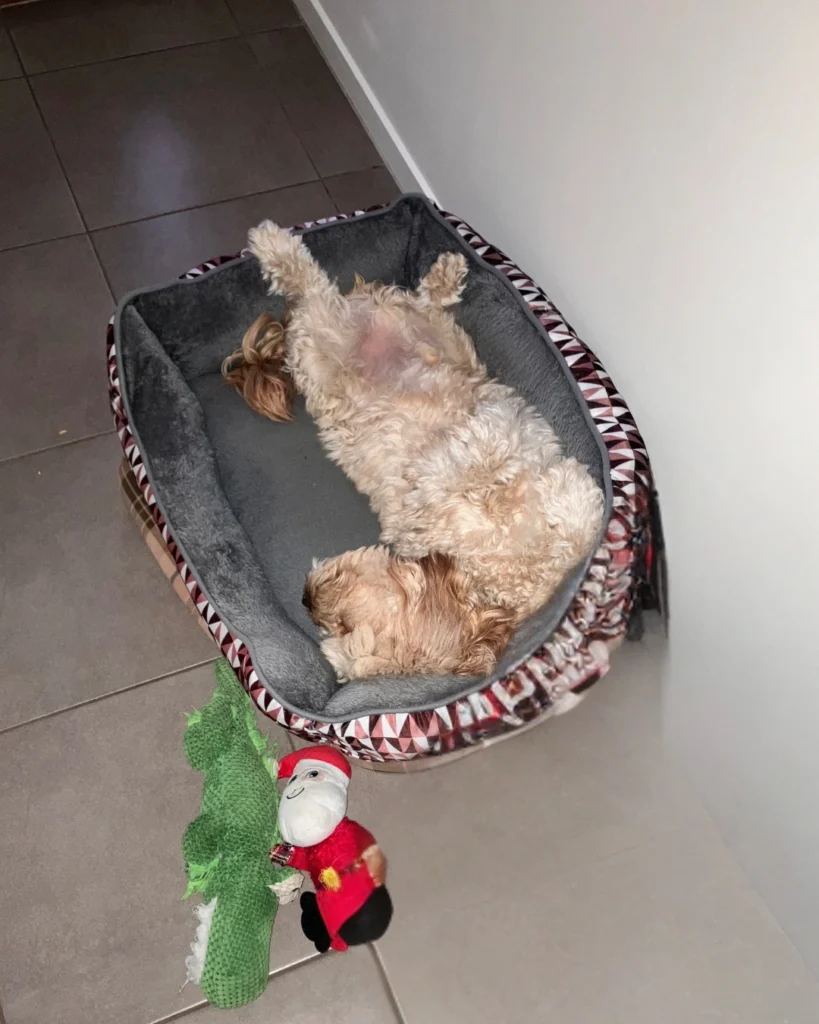 Archie the Cavoodle sleeping on his back in his bed.