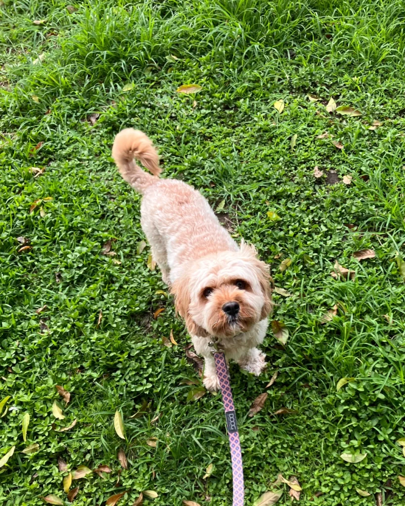 Archie the Cavoodle standing on grass.