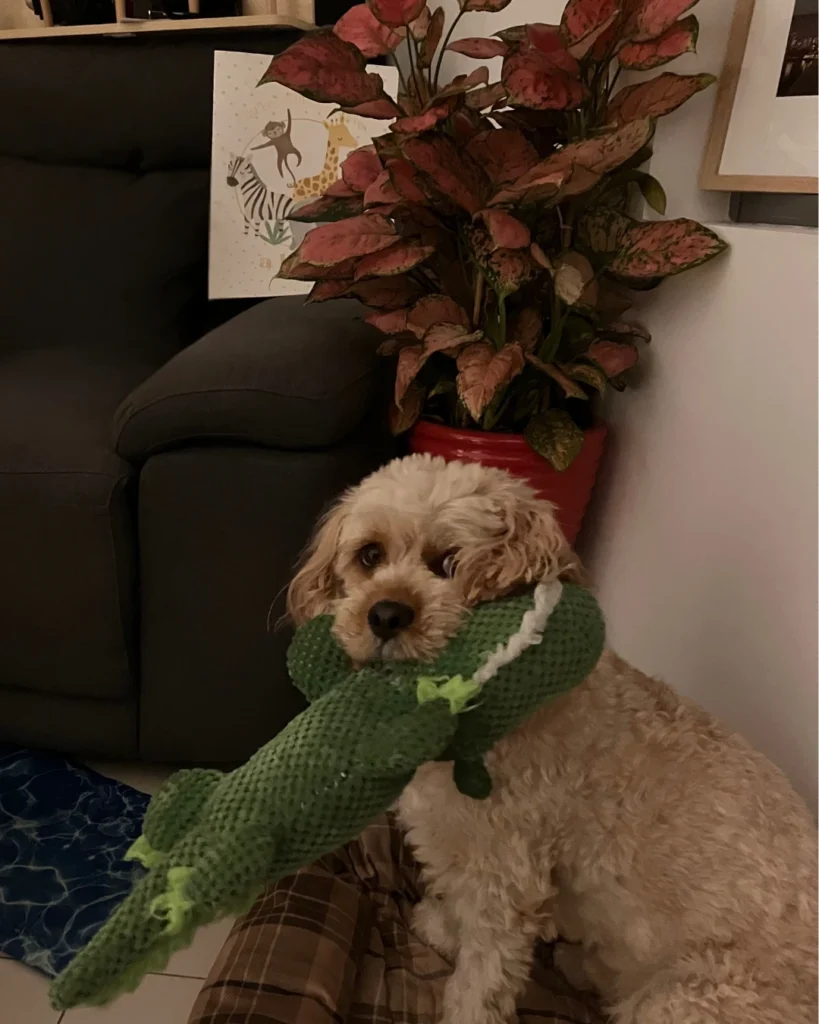 Archie the Cavoodle sitting on his bed with a toy in his mouth.