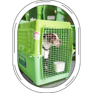 Domestic travel - Dog in a green crate, waiting to travel