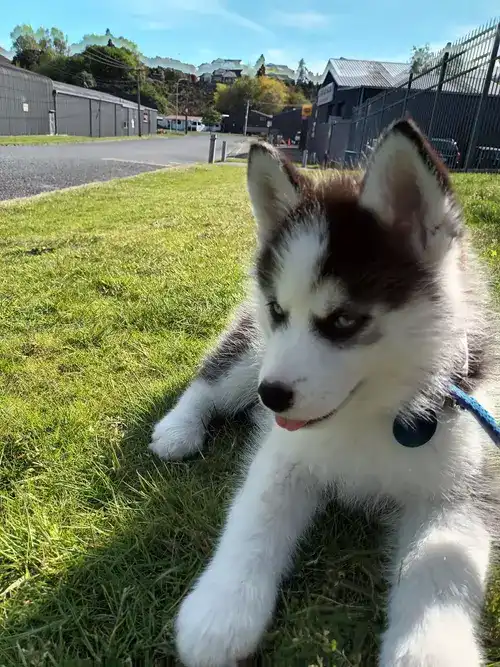husky puppy lying on grass