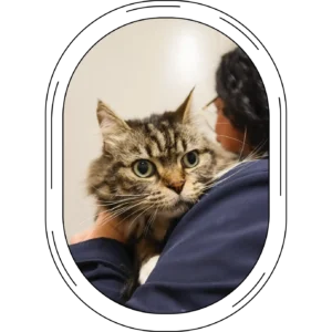 Domestic travel - a cat being held