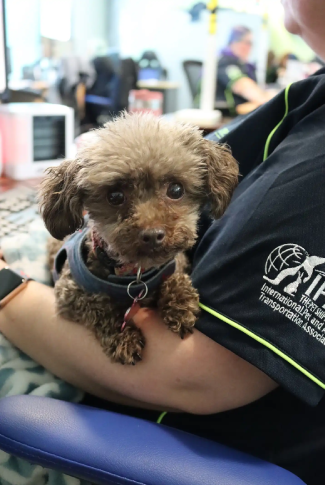 small brown dog in some one's arms