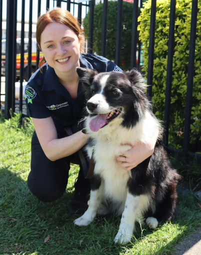 australian shepherd on green grass outside of dogtainers