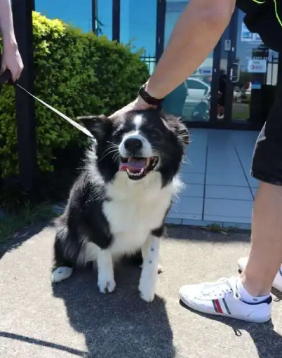 border collie preparing for international transport