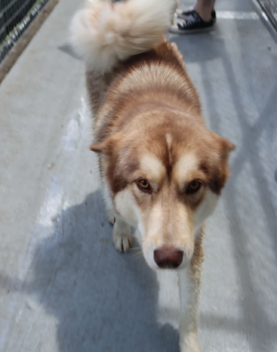 brown husky walking in the kennel