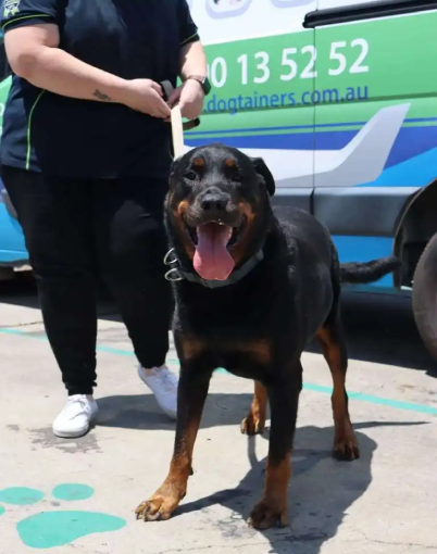 rottweiler in front of dogtainers van
