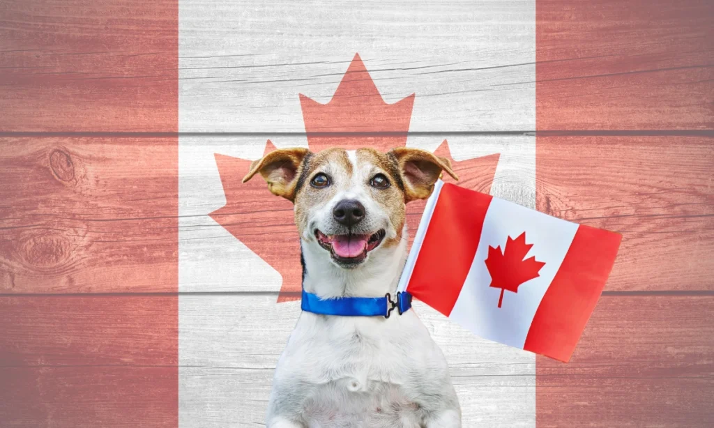A Jack Russel dog with a small Canadian flag in its collar, standing in front of a large Canadian flag in the background.