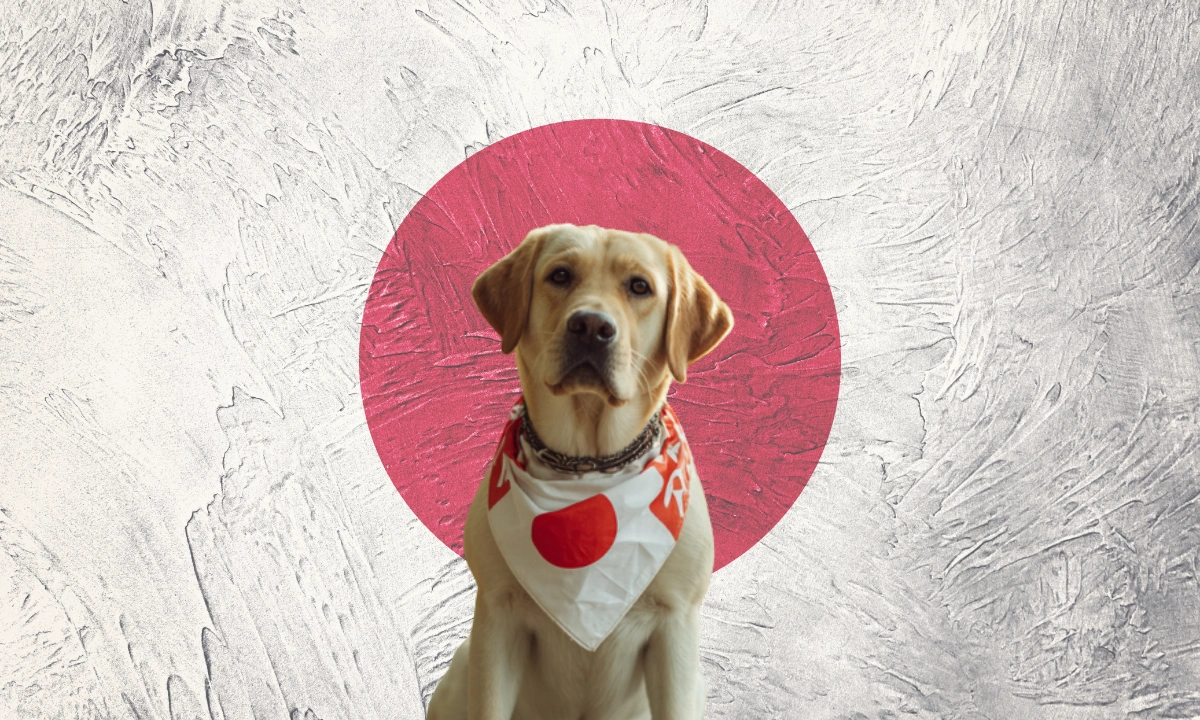 Featured_Bring Your Pet to Japan from Australia A Labrador dog wearing a Japanese bandana around its neck and sitting in front of a Japanese flag.