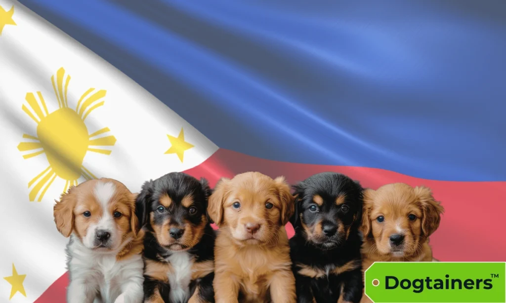 Five puppies sitting in front of a Philippines flag.